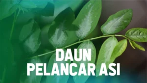 daun-pelancar-asi