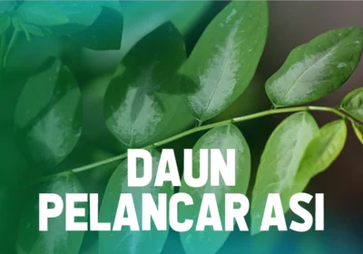 3 Rekomendasi Daun Pelancar Asi dan Cara Mengolahnya